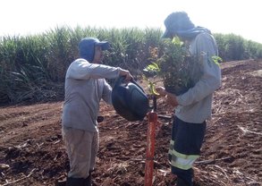 Plantio compensatório