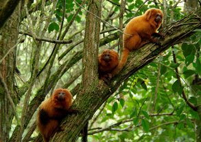 resizeMico-leao-dourado-Foto_-Andreia-Martins-1536x1028